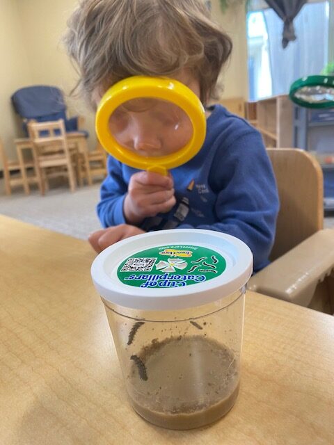 A child using a magnifying glass to view caterpillers.